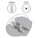 Masturbator Streetgirls 11 - Image 22