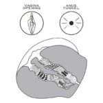 Masturbator Streetgirls 13 - Image 11