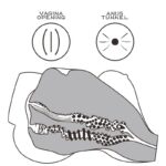 Masturbator Streetgirls 7 - Image 12