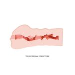 Mavis Vagina Masturbator Fresh Surface - Image 4